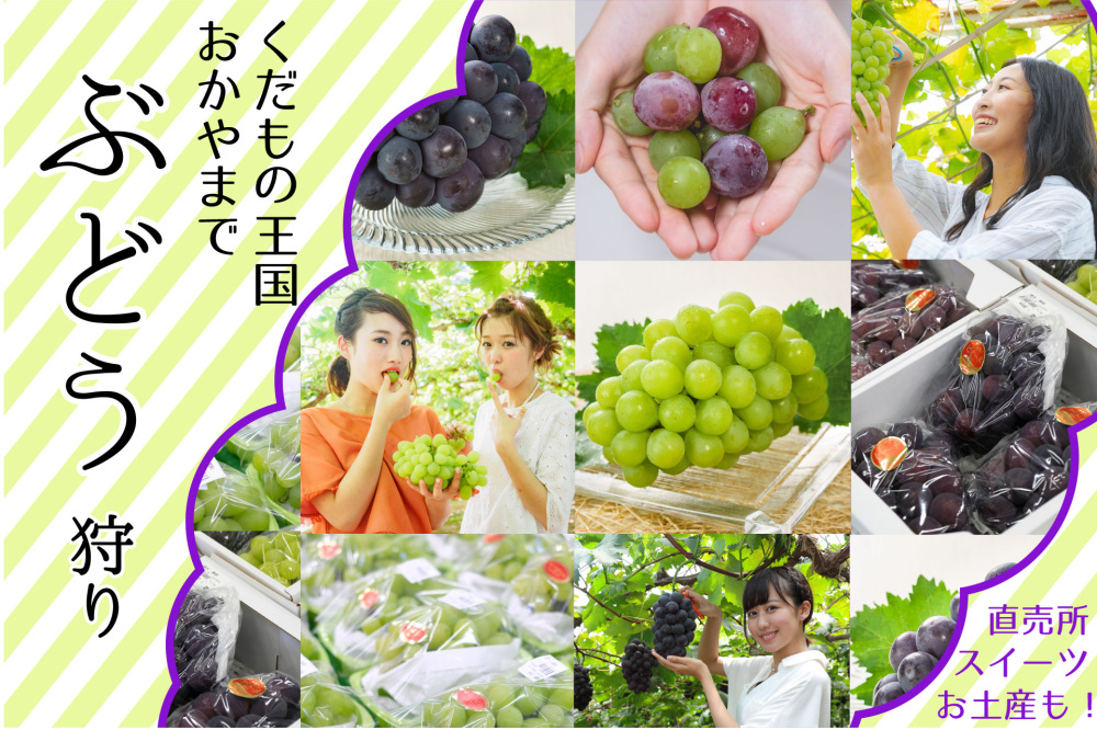 くだもの王国・岡山でぶどう狩り体験